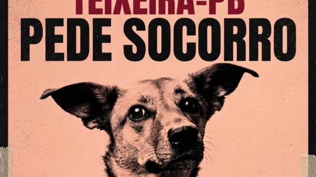Número de cães mortos por suspeita de envenenamento chega a 204 e população cobra respostas, em Teixeira
