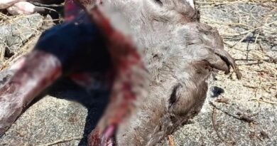 Bezerro nasce com duas faces na zona rural de Olho d’Água