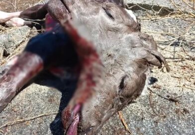 Bezerro nasce com duas faces na zona rural de Olho d’Água