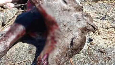 Bezerro nasce com duas faces na zona rural de Olho d’Água