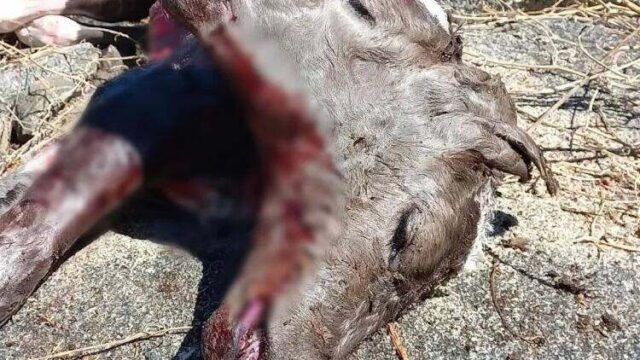 Bezerro nasce com duas faces na zona rural de Olho d’Água