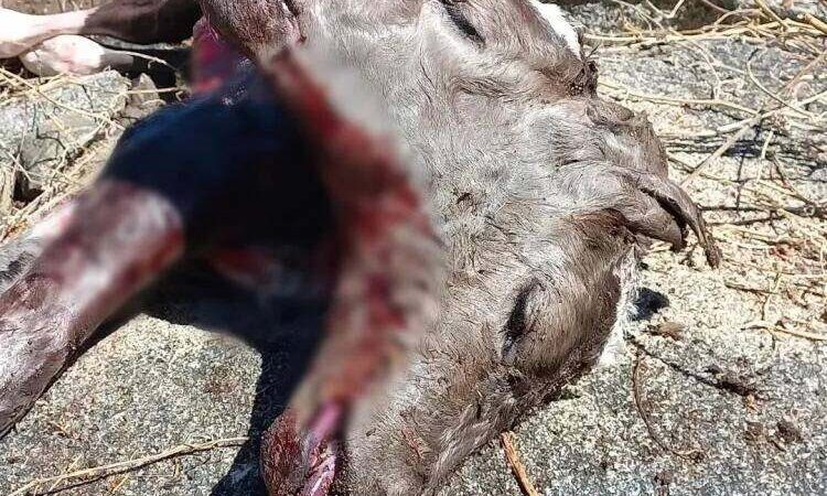 Bezerro nasce com duas faces na zona rural de Olho d’Água