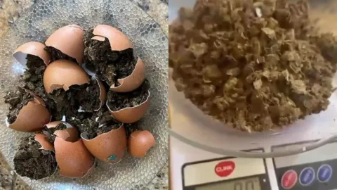 Visitante é flagrada tentando entrar com ovos recheados de maconha no Presídio de Patos