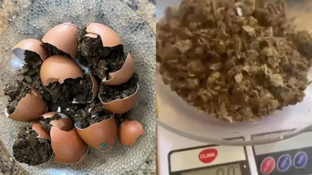 Visitante é flagrada tentando entrar com ovos recheados de maconha no Presídio de Patos